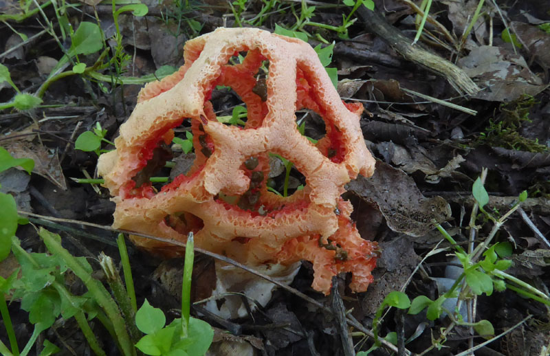 Clathrus ruber - Phallaceae